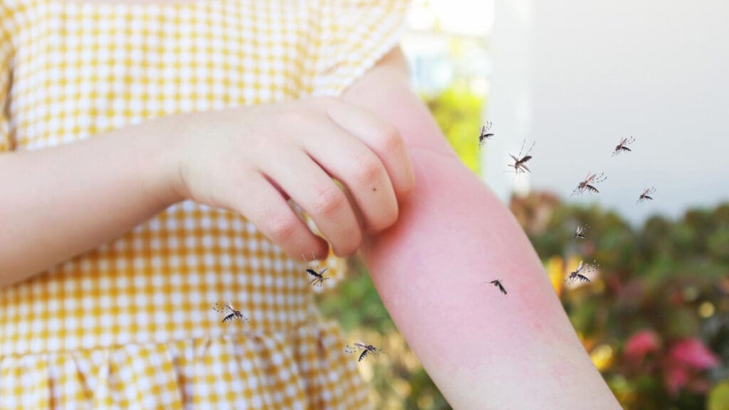 Goodbye mosquitoes: a recent study reveals the scent that keeps them away Goodbye mosquitoes: a recent study reveals the scent that keeps them away