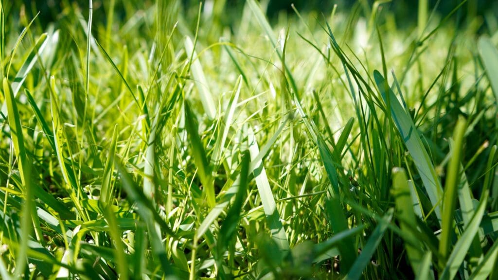 Homeowner shares surprising photo after ripping out part of their traditional lawn: ‘We’re on the cusp of a transition’