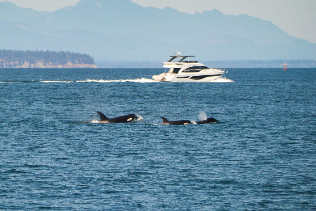 Pod of 20 Killer Whales Attacks Ship and Shakes It ‘Like a Nutshell’ Pod of 20 Killer Whales Attacks Ship and Shakes It 'Like a Nutshell'