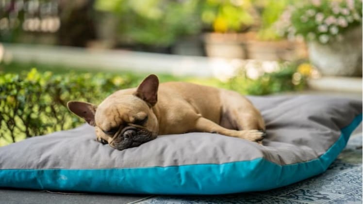 The Ultimate Guide to Selecting the Best Dog Bed: Orthopedic vs. Memory Foam