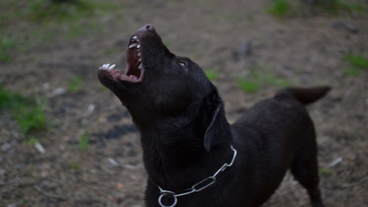 4 Types Of Documentation Required In A Dog Bite Case In Houston