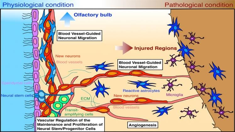 The Role of Citicoline Sodium in Neuroprotection and Neurogenesis