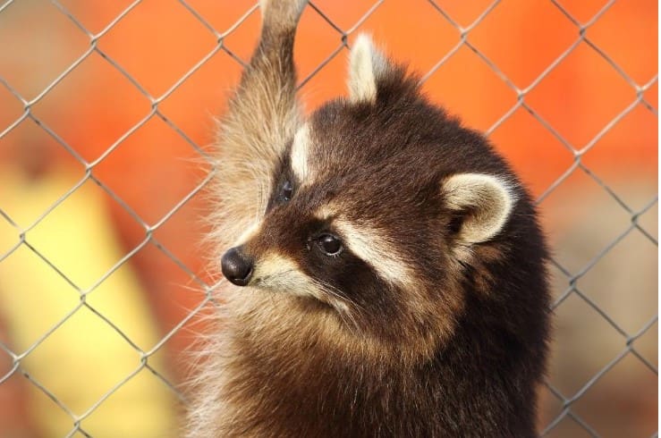 Raccoon Fence Height: How High Should You Go To Keep Them Out?