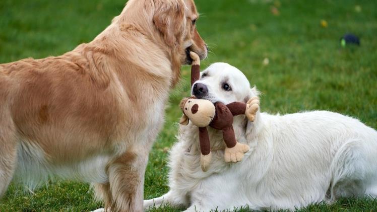 Using Famotidine For Dogs: Dosage And Potential Side Effects