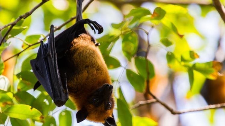 Bats In The Belfry? When To Call For Expert Bat Pest Control