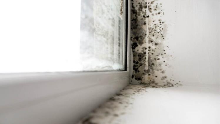 The Health Matrix: Understanding Mould’s Impact on Respiratory Well-being