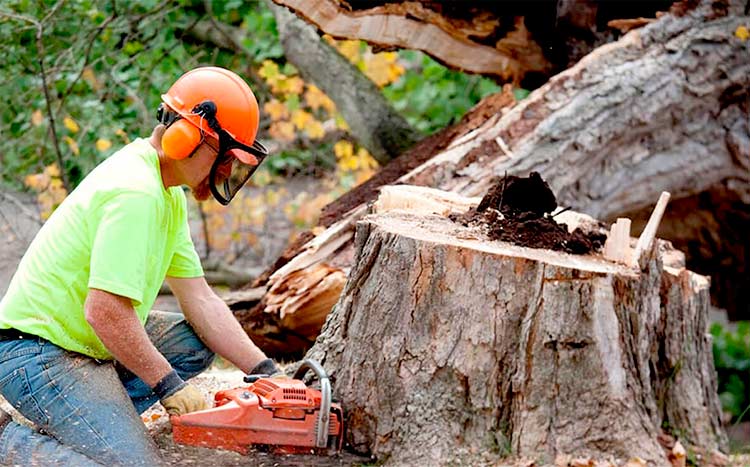 Tree Service Costs: What To Expect When Hiring A Tree Company