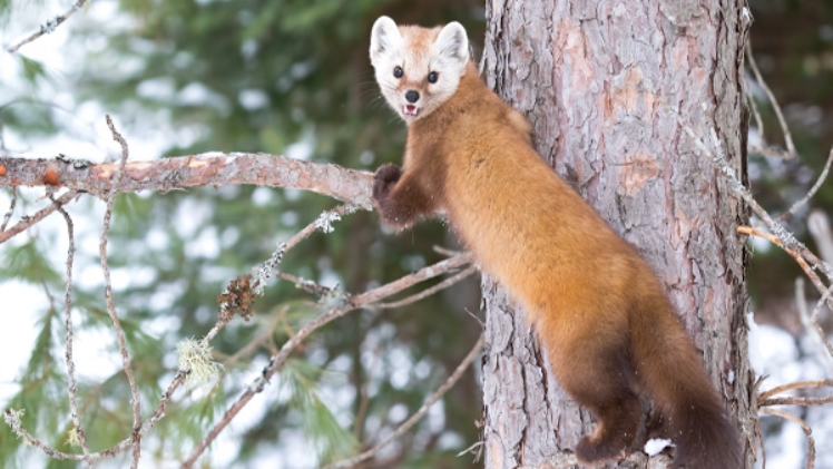 What Provides the Set of Guiding Principles for Managing Wildlife Resources?