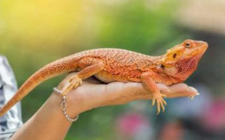 Creating The Perfect Reptile Habitat: Tips For A Healthy and Happy Pet
