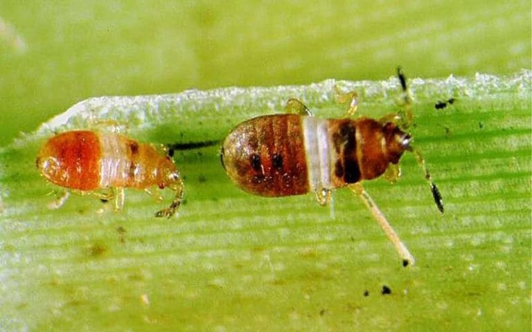 Battling the Bugs: Elevating Your Lawn with Premium Chinch Bug Service